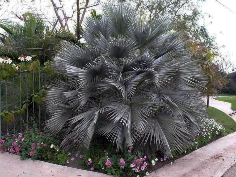 Брахея - мексиканска синя палма