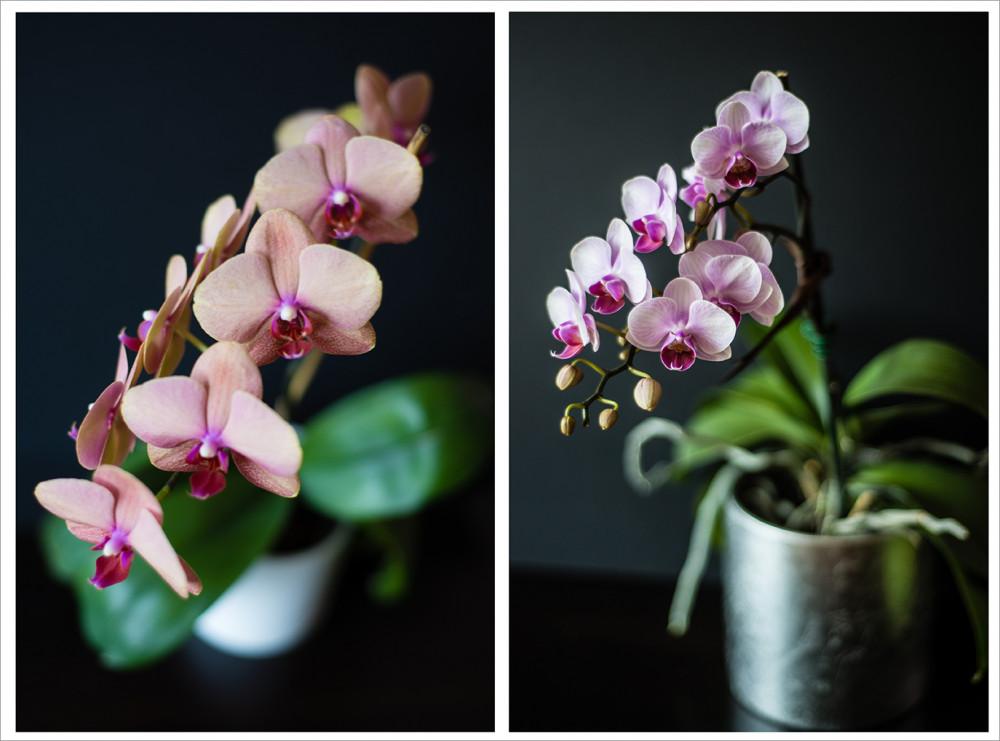 Приспособяване на нова орхидея в дома ви