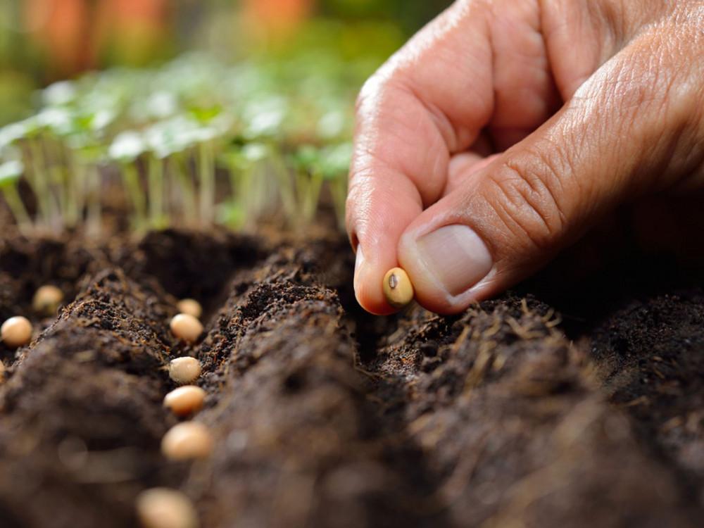Правило №5 Как да засадите семето?