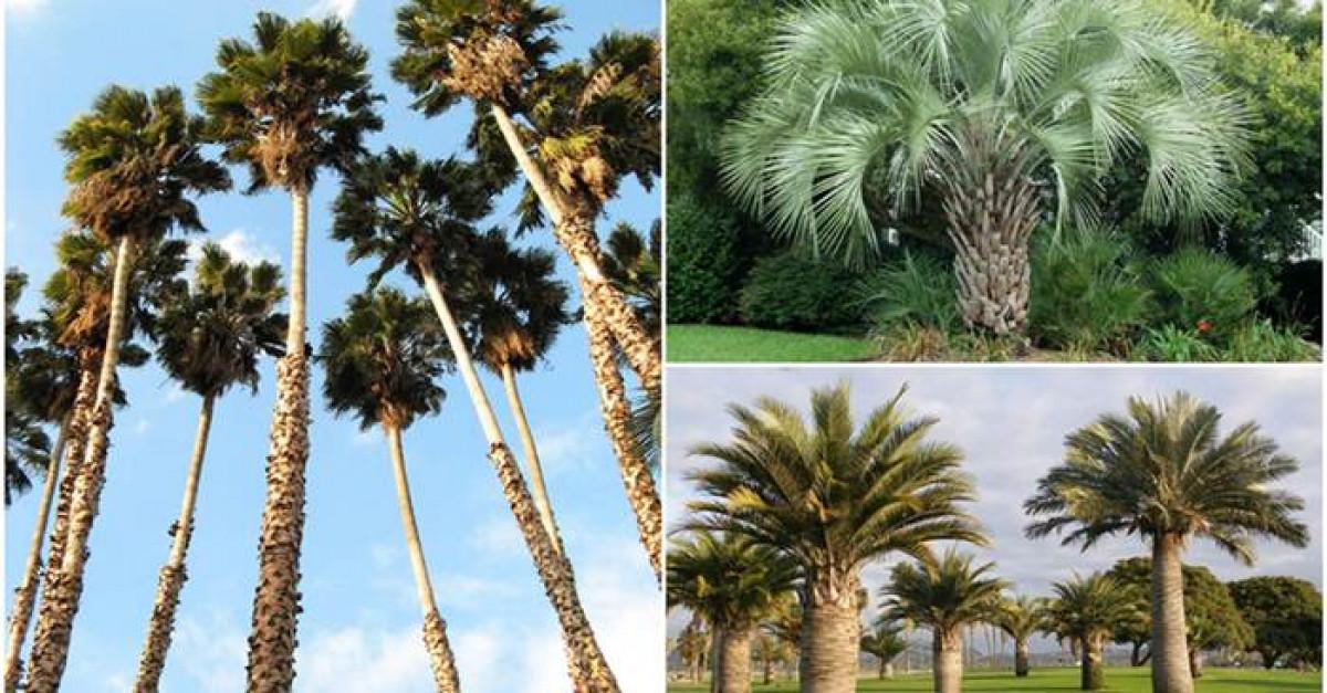 Великолепни палми, които можете да отглеждате навън през зимата