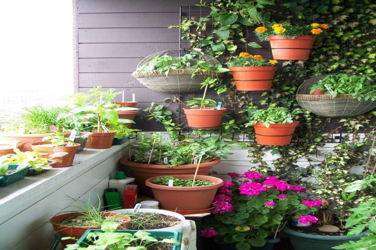 Как да създадете билкова градина на балкона?
