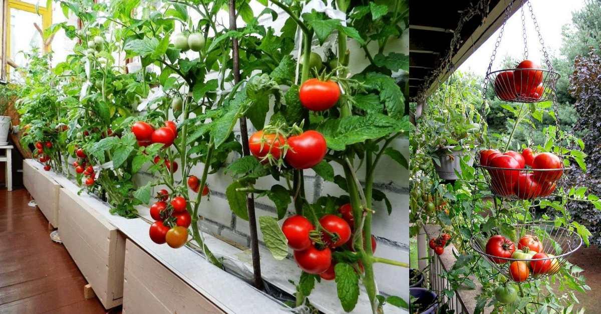 Отглеждане на домати на балкона