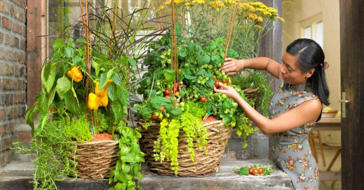 Малки тайни за зеленчукова градина на балкона