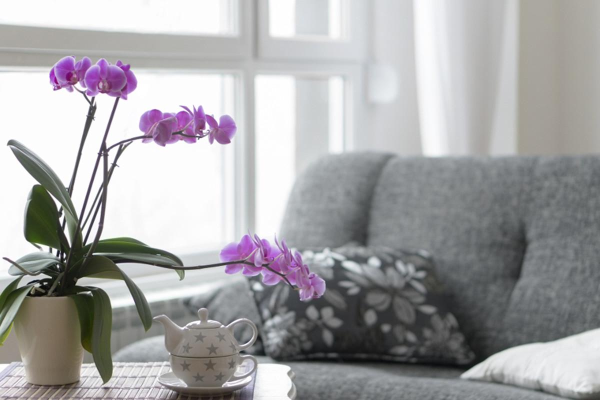 Орхидеи в бяла стая