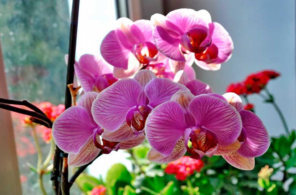 Колко често се полива орхидеята?
