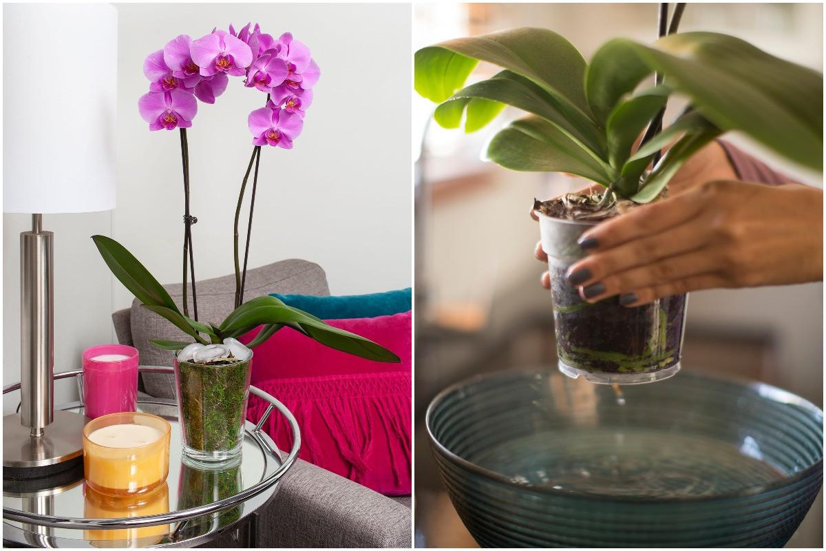 Как правилно да поливате орхидеята?
