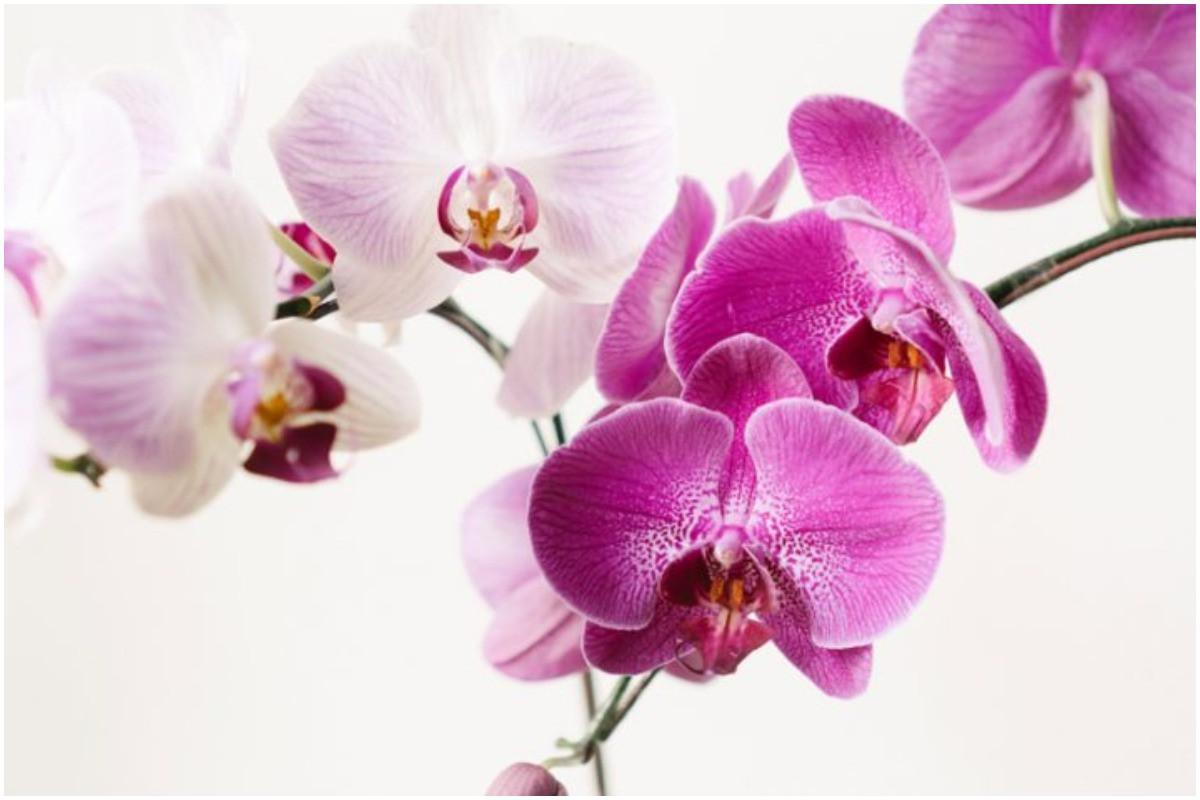 Ключов елемент в отглеждането на орхидеите – светлината