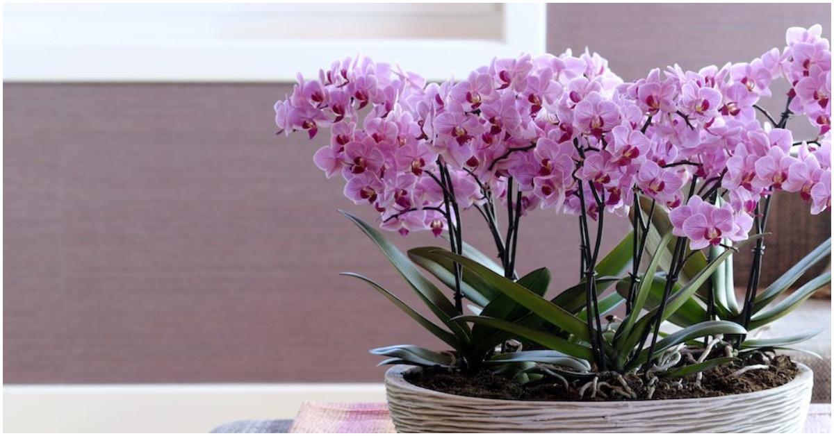 Как да се грижим правилно за орхидеите?