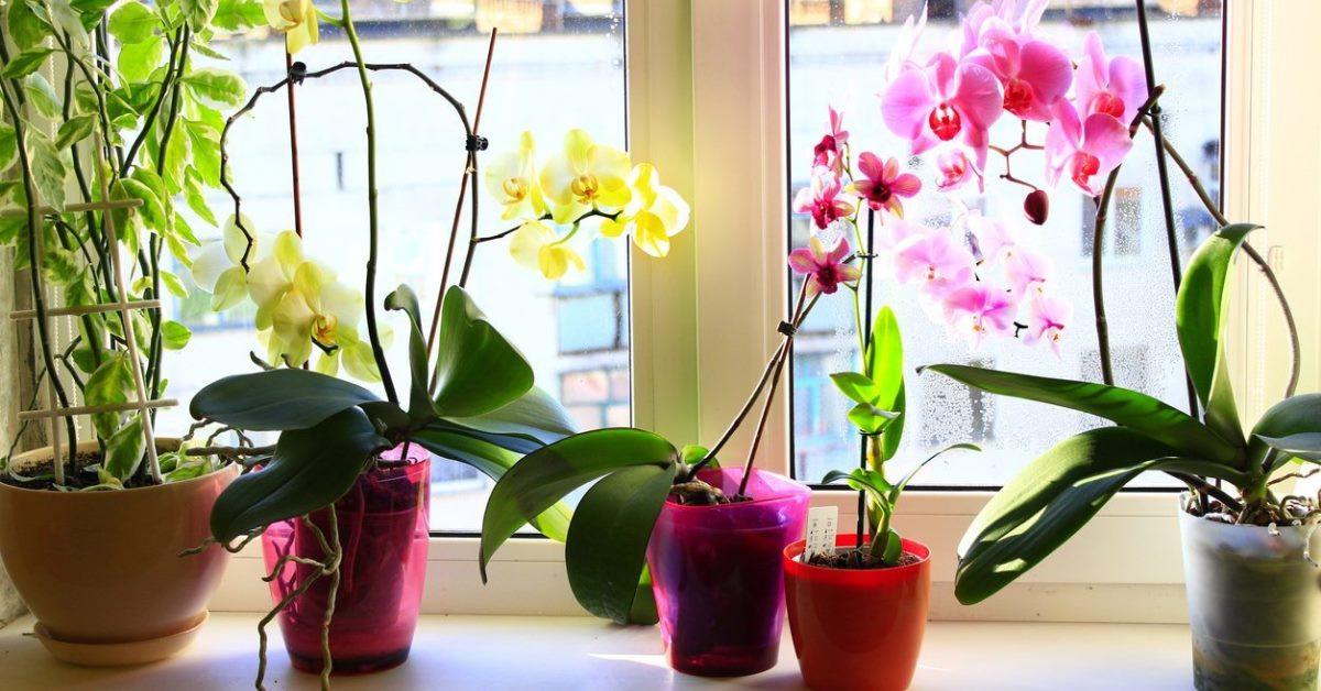 Поливане на орхидеи