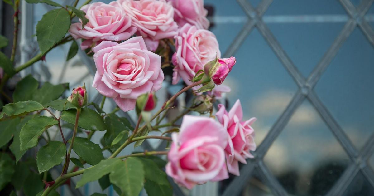Романтични рози в английски стил за вашата модерна градина