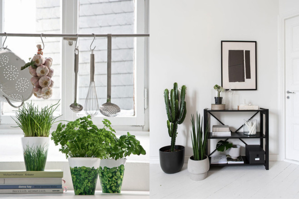 Саксийни растения