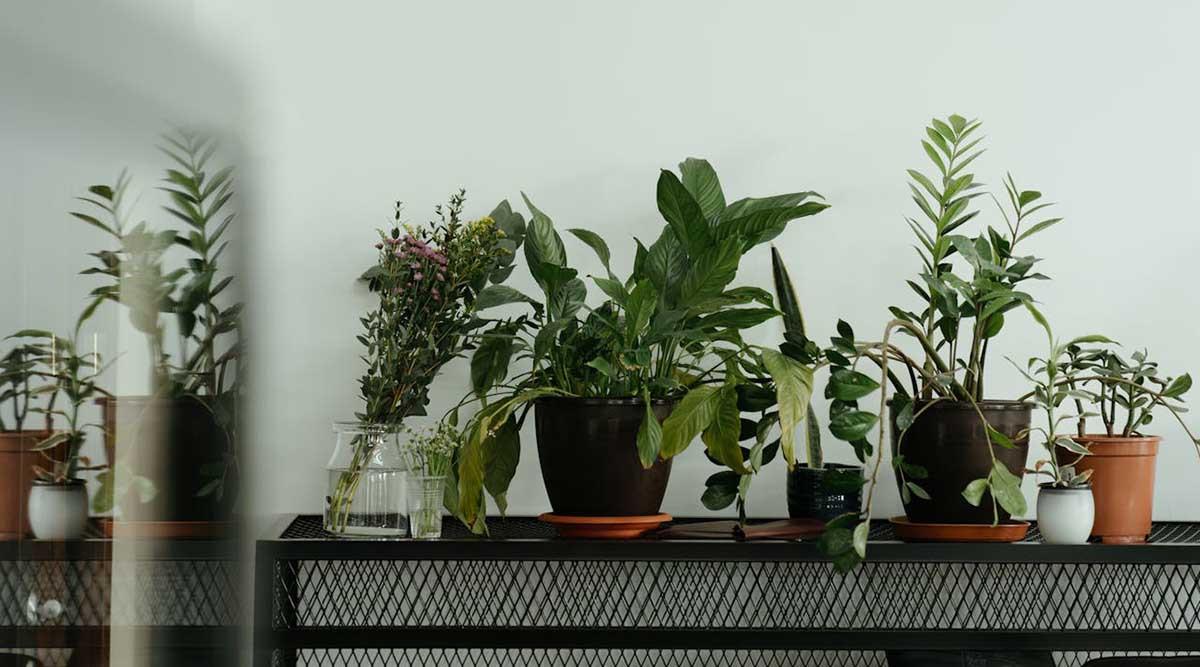Стайните растения през зимата: как да не загинат, когато няма слънце