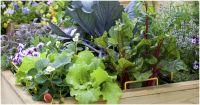 Как да отглеждаме зеленчуци в градски условия?