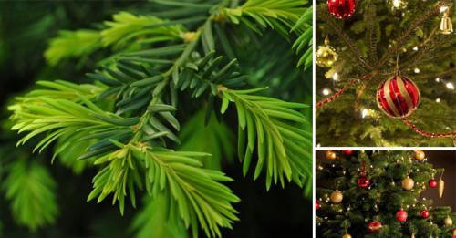 Естествени коледни елхи за усмихнати и светли празници