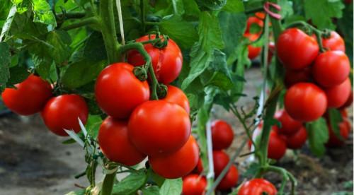 От специалистите: Как да си осигурим вкусна и богата реколта от домати
