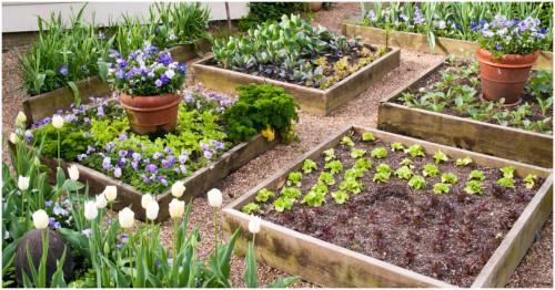 Зеленчукова градина за начинаещи. Основите на градинарството.