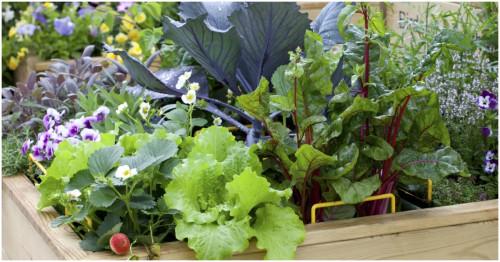 Как да отглеждаме зеленчуци в градски условия?