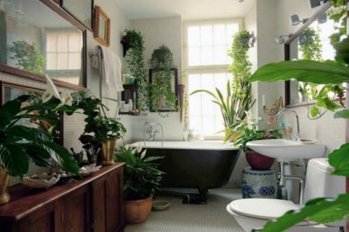 Растения за баня без прозорец