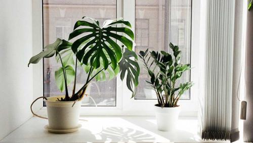 11 растения, които подобряват усещането у дома
