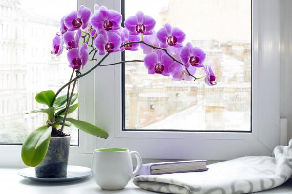 Как да поливаме орхидеята в определени случаи?