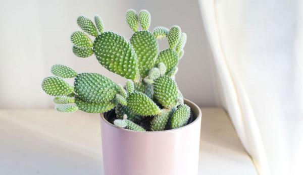 Кое е най-лесното растение за отглеждане в домашни условия, освен ...