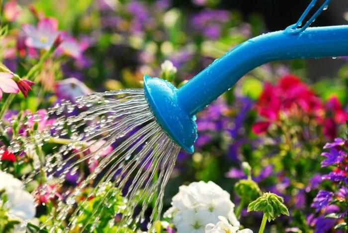 Правилно поливане на цветя