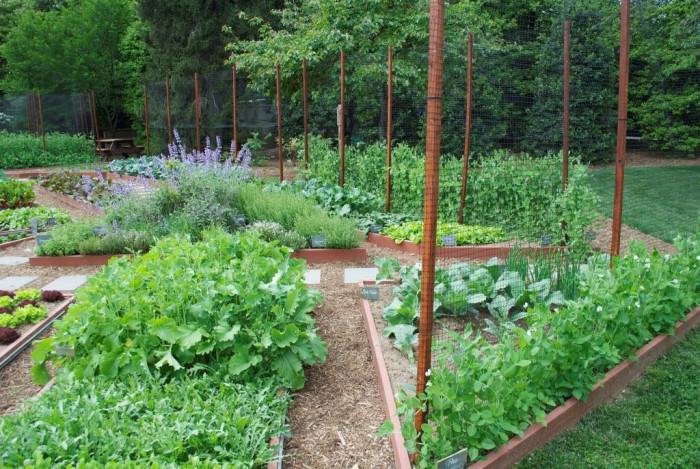 Разграничете цветната от зеленчуковата градина