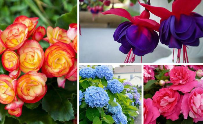 5 лесни за отглеждане балконски цветя