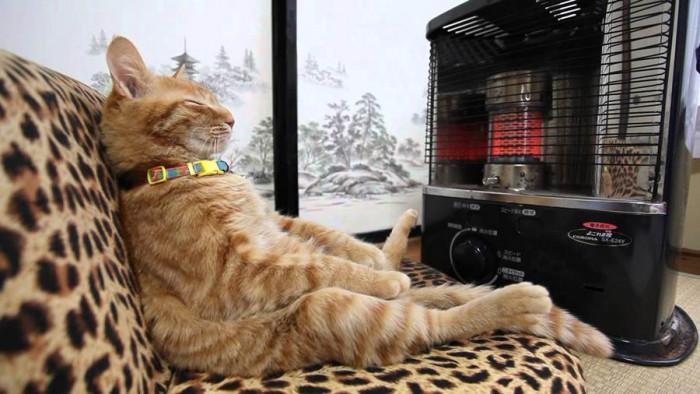 Домашните ни любимци обожават топлината