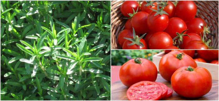 Лесен трик срещу плевели в доматите