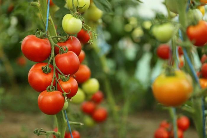 Подготовка на доматите за засяване в земята