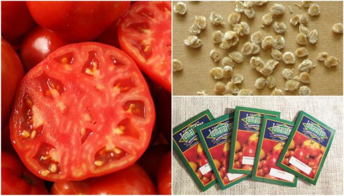 Откъде да вземем семена за домати?