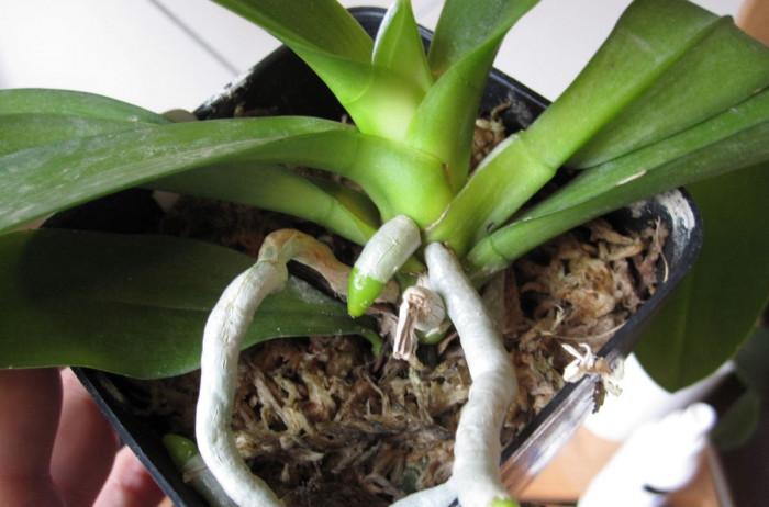 Орхидеи в дома – специфика в отглеждането