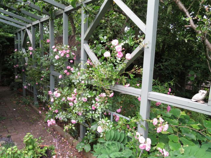 Вашата модерна градина се нуждае от романтиката на розите в английски стил