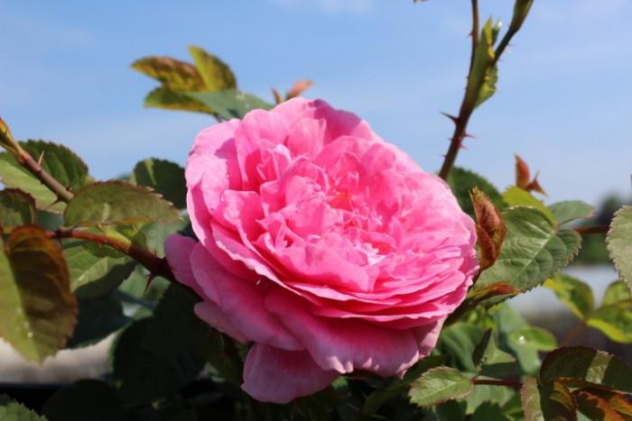 Старите английски рози – класиката си е класика