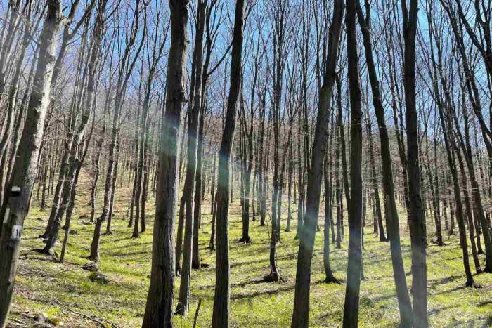 GROHE България обръща внимание на местните гори