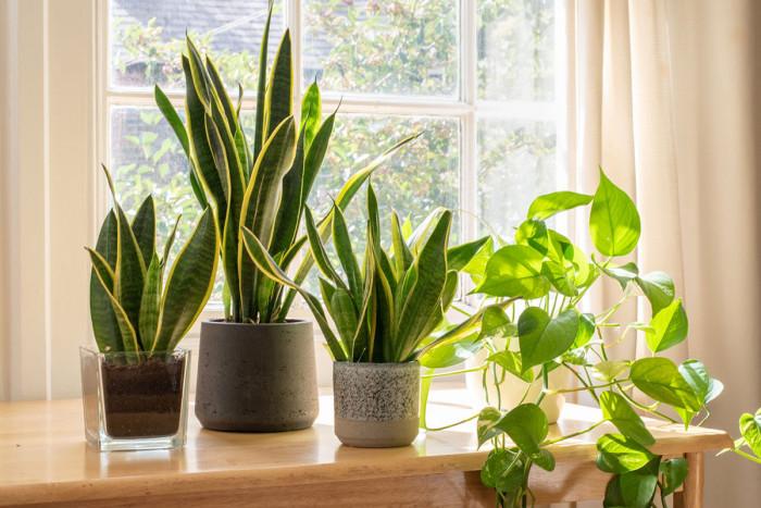Растенията като естествени пречистватели на въздуха