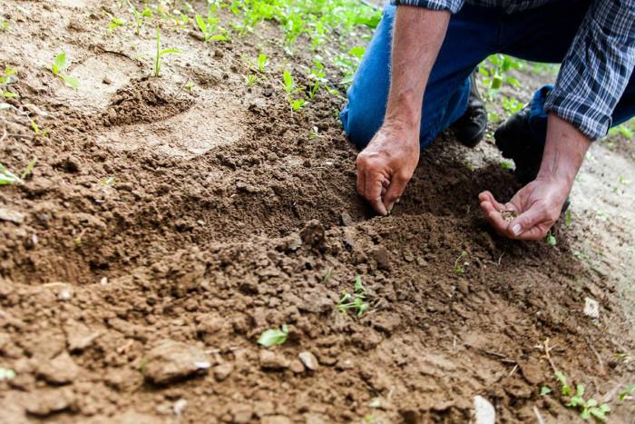 Организиране на двора и подготовка на почвата