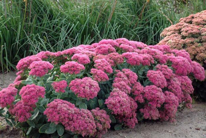 Пъстри багри под палещото слънце
