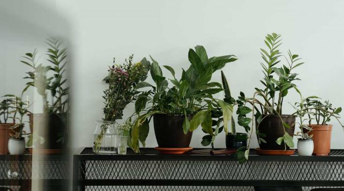 Стайните растения през зимата: как да не загинат, когато няма слънце