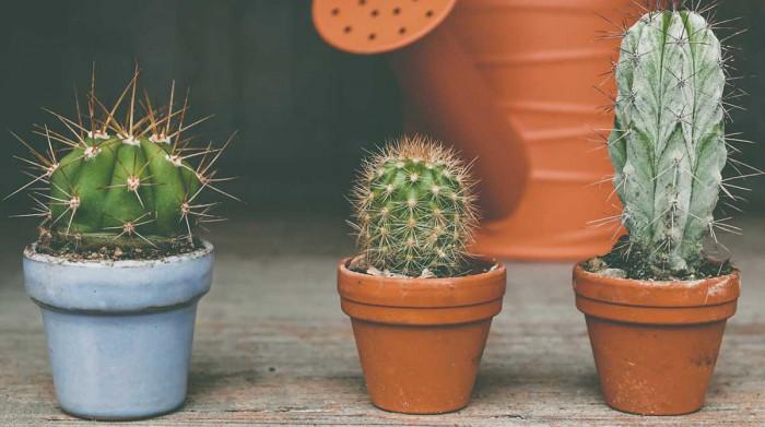 Най-лесните растения за хора, които забравят да поливат