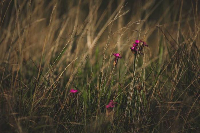 Започни с внимателно поливане