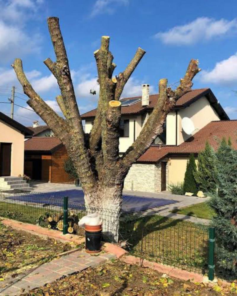 Кастрене и премахване на всякакъв вид дърво