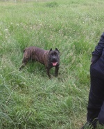 Профилна снимка - nasko mirchev