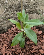 Профилна снимка - Заро Иванов