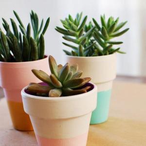 Саксии с нежно и пастелно очарование