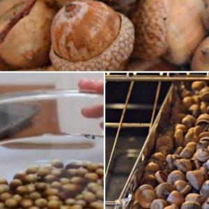 Основни стъпки в подготовката на жълъдите