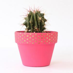 Звезден дъждец върху саксии