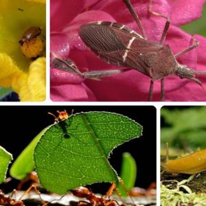 Лесни домашни решения за борба с вредителите