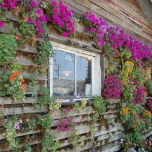 Стена от цветя и палети